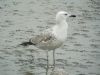 Caspian Gull at Hole Haven Creek (Pete Livermore) (60889 bytes)